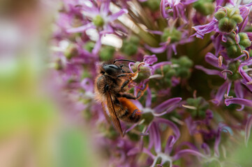 bee collecting pollen from a seasonal plant