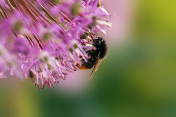 bee collecting pollen from a seasonal plant