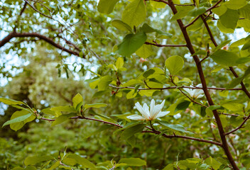 Fototapeta na wymiar blooming white magnolia tree in the garden in the park