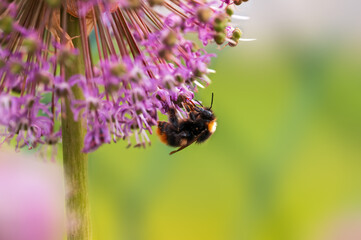 bee collecting pollen from a seasonal plant