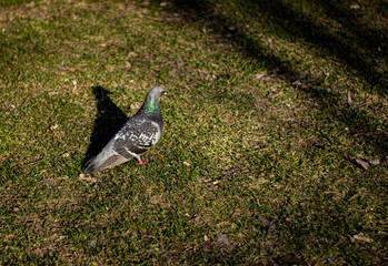 bird on the grass