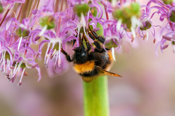 bee collecting pollen from a seasonal plant