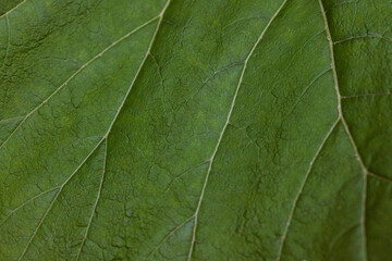 Plakat texture of green leaf of burdock with veins