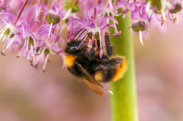 bee collecting pollen from a seasonal plant