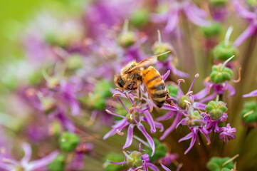bee collecting pollen from a seasonal plant