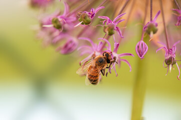 bee collecting pollen from a seasonal plant