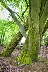 Verschlungene Buchenst&auml;mme