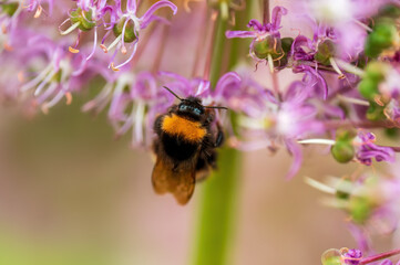 bee collecting pollen from a seasonal plant