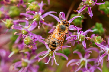 bee collecting pollen from a seasonal plant