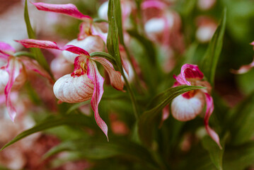 lady's slipper white and pink flowers in the garden in the park