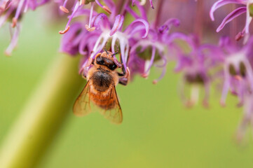 bee collecting pollen from a seasonal plant