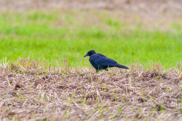 raven observes nature and looks for food