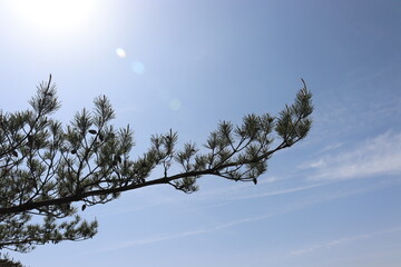 日本の山で綺麗な植物と空を撮影