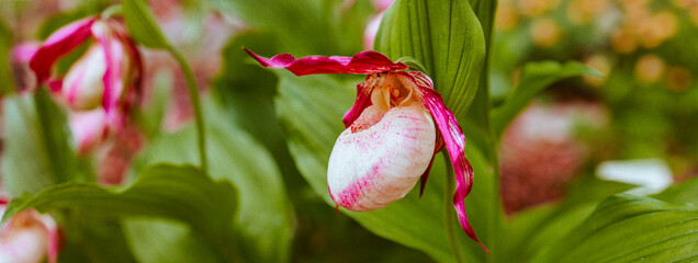 lady's slipper white and pink flowers in the garden in the park