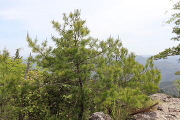 Fototapeta na wymiar 日本の山で綺麗な植物と空を撮影