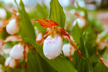 lady's slipper white and pink flowers in the garden in the park