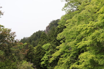 日本の山で綺麗な植物と空を撮影