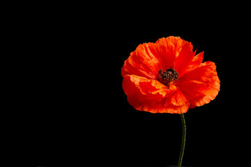 Vibrant red poppies on a black background. Memorial day.