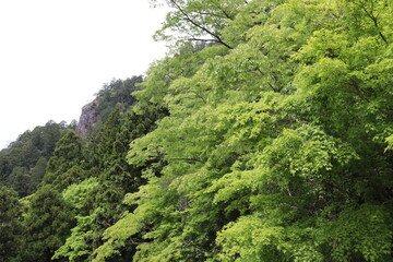 日本の山で綺麗な植物と空を撮影