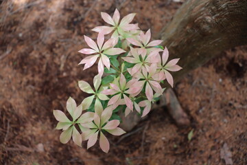 葉がピンクに染まる美しい植物