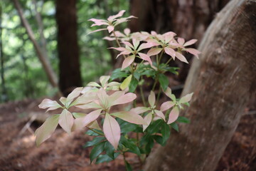 葉がピンクに染まる美しい植物