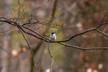tit observes nature and looks for food
