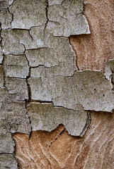 Borke an totem Baum