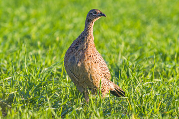 pheasant observes nature and looks for food