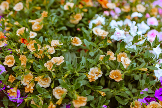 Calibrachoa flowers in different colors for lawns