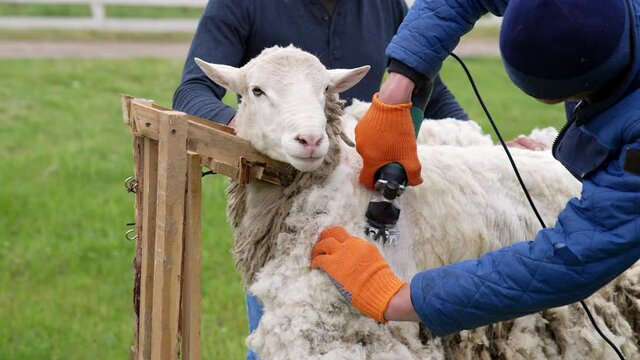 Adult farmer shearing curly wool. Farmer shearing the wool from sheep.