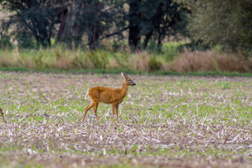 Deer grazing and relaxing in nature