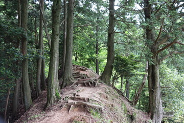 山奥の綺麗な自然の景色