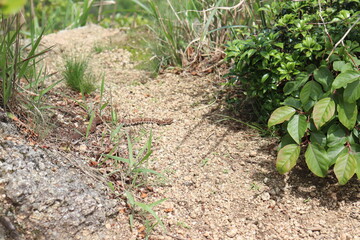 山頂に生息するマムシ