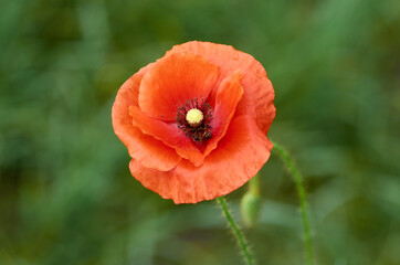Red poppy flower on blured background