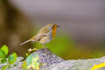 robin sits on a branch looking for food