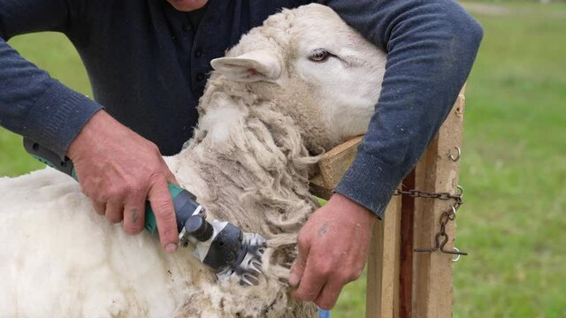 Handsome farmer shearing the sheep. Man shared wool from the sheep with electric machine on a farm.