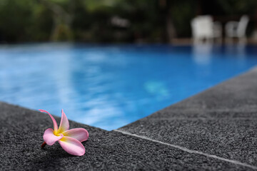 Fototapeta na wymiar pool with flower