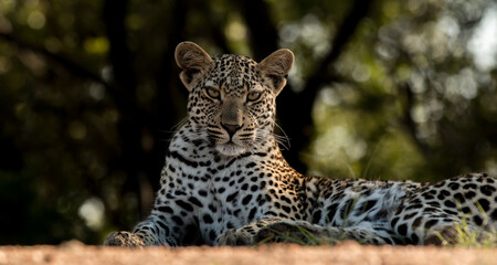 close up of leopard
