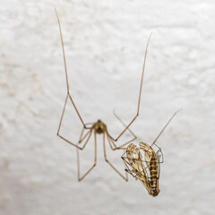 pająk ze swoją ofiarą omotaną pajęczyną
