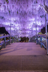 栃木県　あしかがフラワーパーク　ライトアップ
