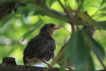ヒヨドリのヒナ