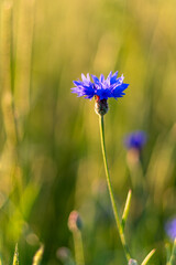 Chaber bławatek (c) niebieski polny kwiat