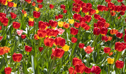 Naklejka na ściany i meble image of many beautiful tulip flowers in a spring garden