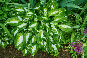 Hosta undulata Mediovariegata emerald with wet leaves seen from above