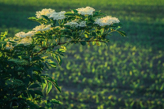 kwitnący bez czarny (Sambucus nigra)