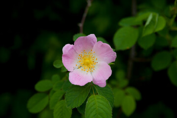 Obraz na płótnie Canvas Rosehip flower close up, soft background. 