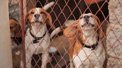Beagley dogs behind the fence on the street.