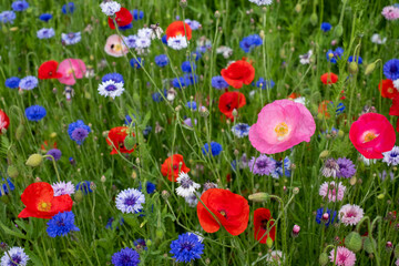 Colourful wild flowers, including poppies and cornflowers, on a roadside verge in Ickenham, West London UK. The Borough of Hillingdon has been planting wild flowers next to roads to support wildlife.