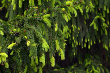 close-up branch with new young sprout of spruce tree shoot in spring, environmental protection and new life concept, horizontal macro stock photo image background