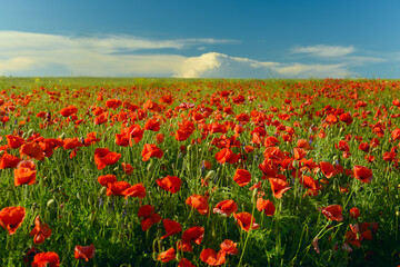 Fototapeta na wymiar Red flowers poppies in the field 